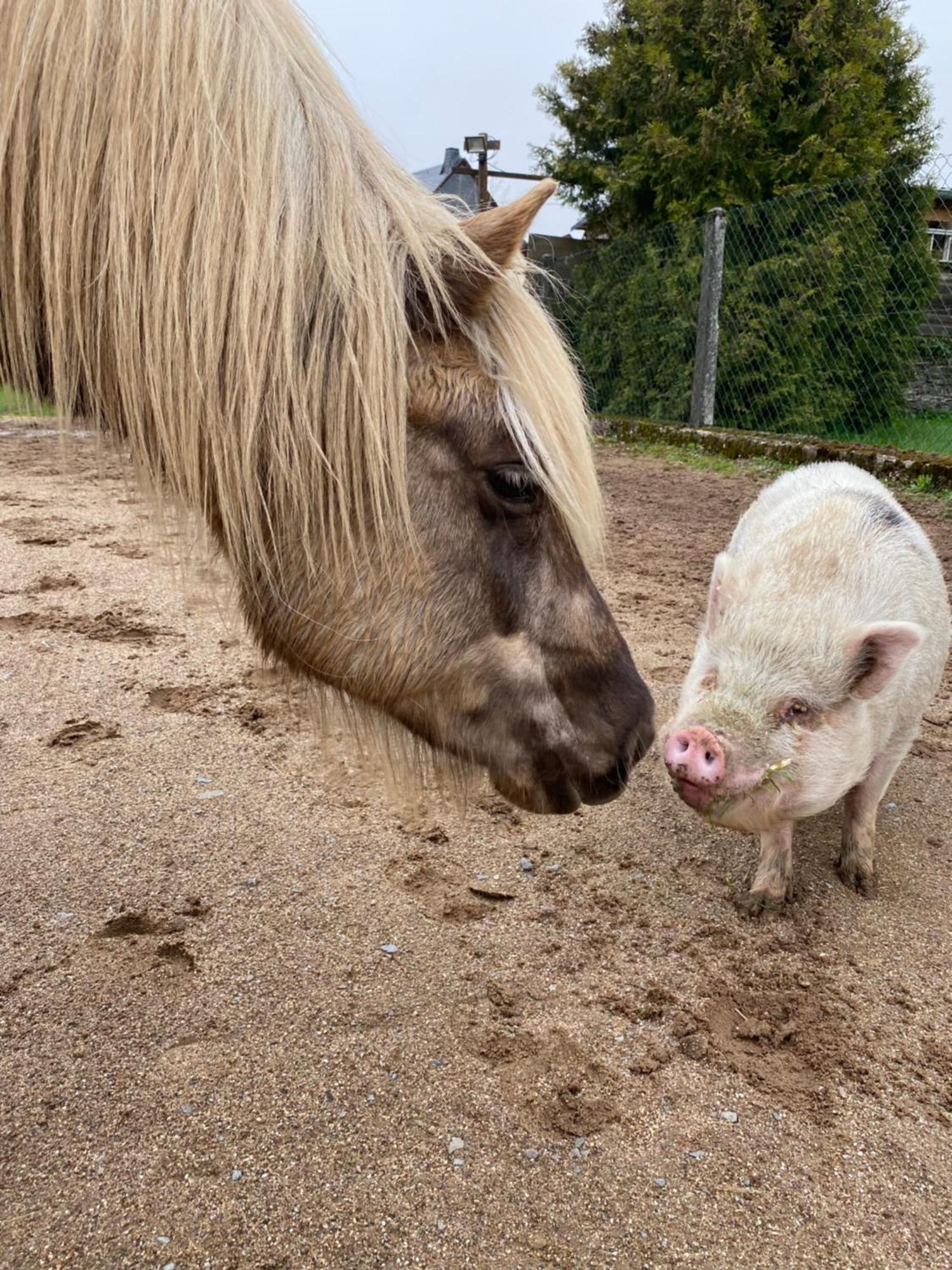 Landhof Lieg - Tierische Auszeit In Unseren Gemuetlichen Ferienwohnungen Kültér fotó
